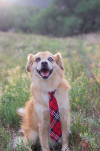 A picture of a dog wearing a tie in a field with text that says "high quality gifts for high quality dogs & the people who love them"