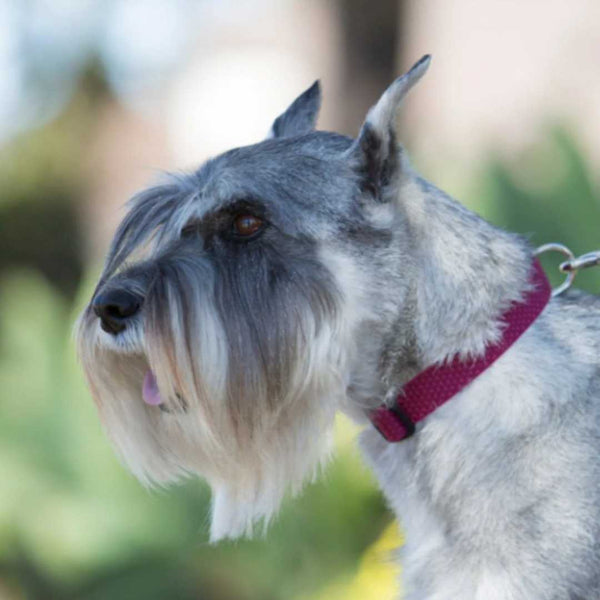 The Eco Collar by Lupine - Made in the USA from recycled plastic bottles