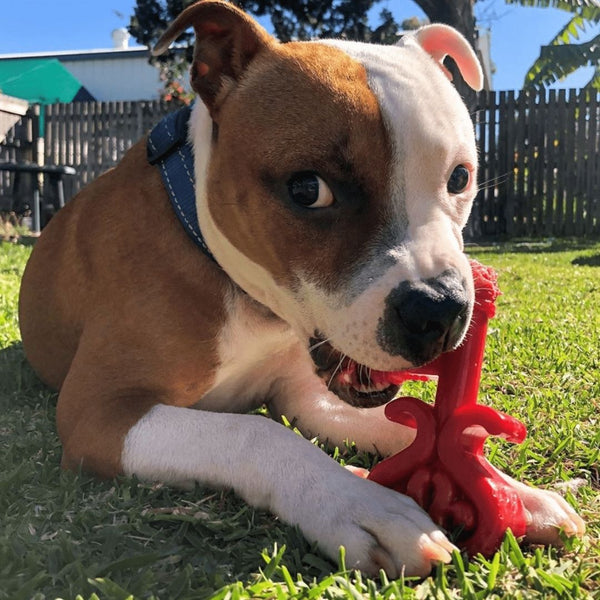 Key to My Heart nylon chew toy