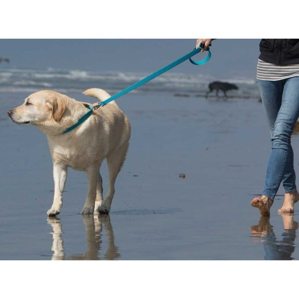 The Eco Collar by Lupine - Made in the USA from recycled plastic bottles