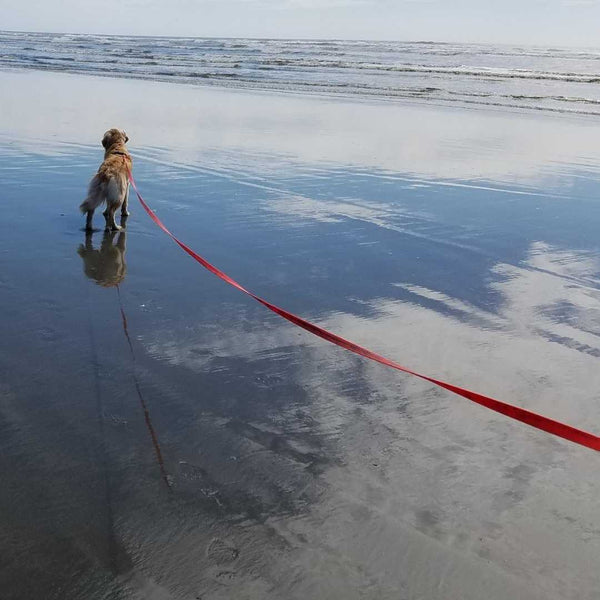 High Visibility Long Leash - Perfect for decompression walks & recall training  - 15 or 30 foot
