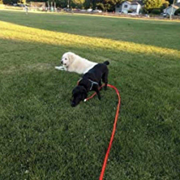 High Visibility Long Leash - Perfect for decompression walks & recall training  - 15 or 30 foot