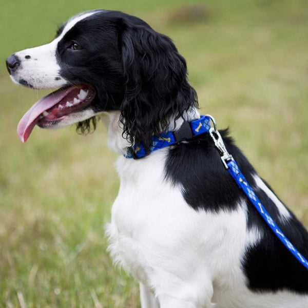 Dapper Dog Collar